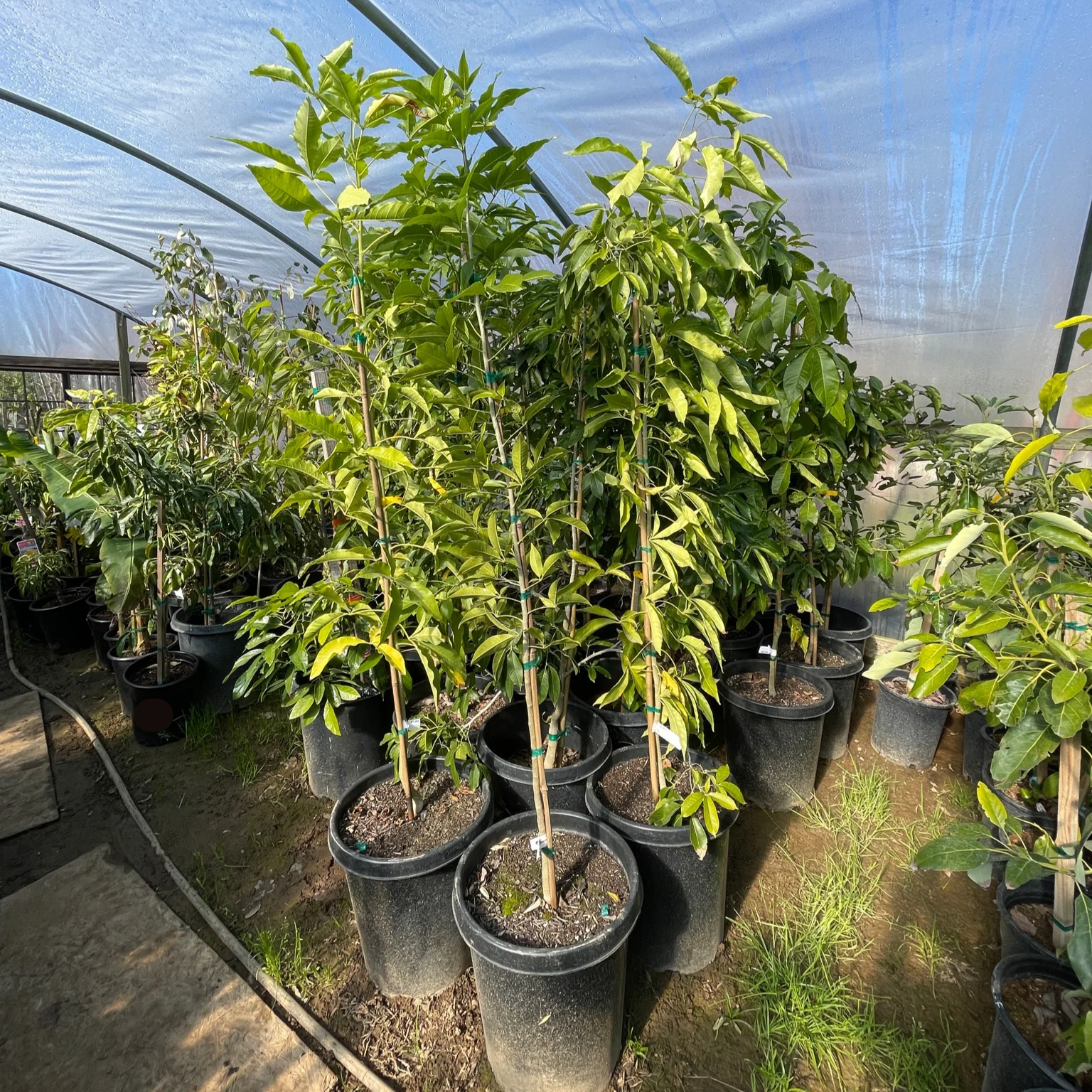 Hass Avocado, A-Type Flower