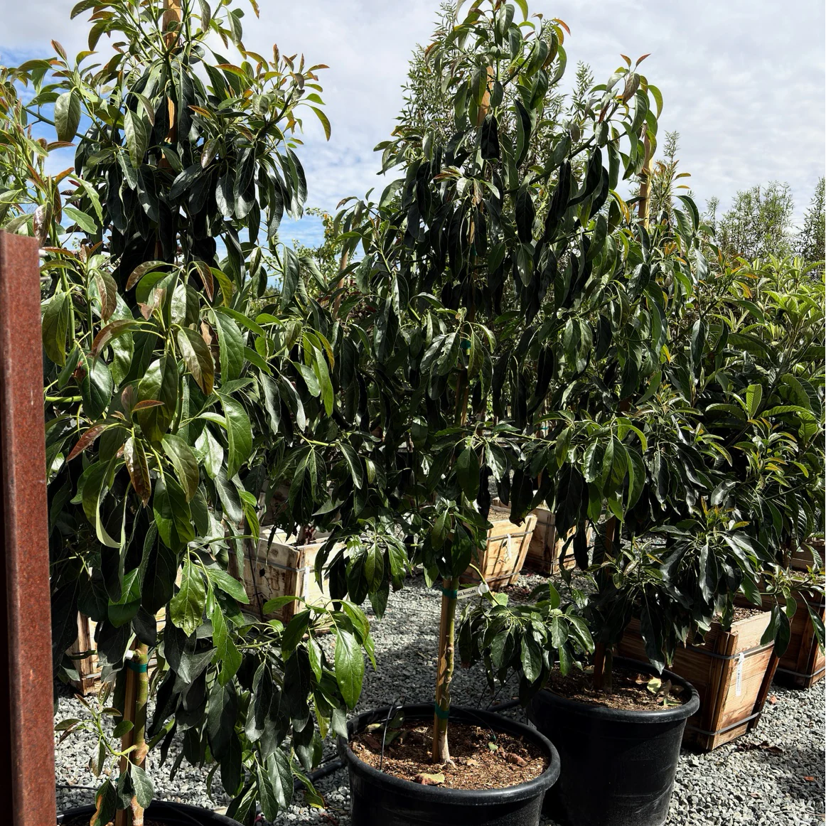 Hass Avocado, A-Type Flower - Image 3