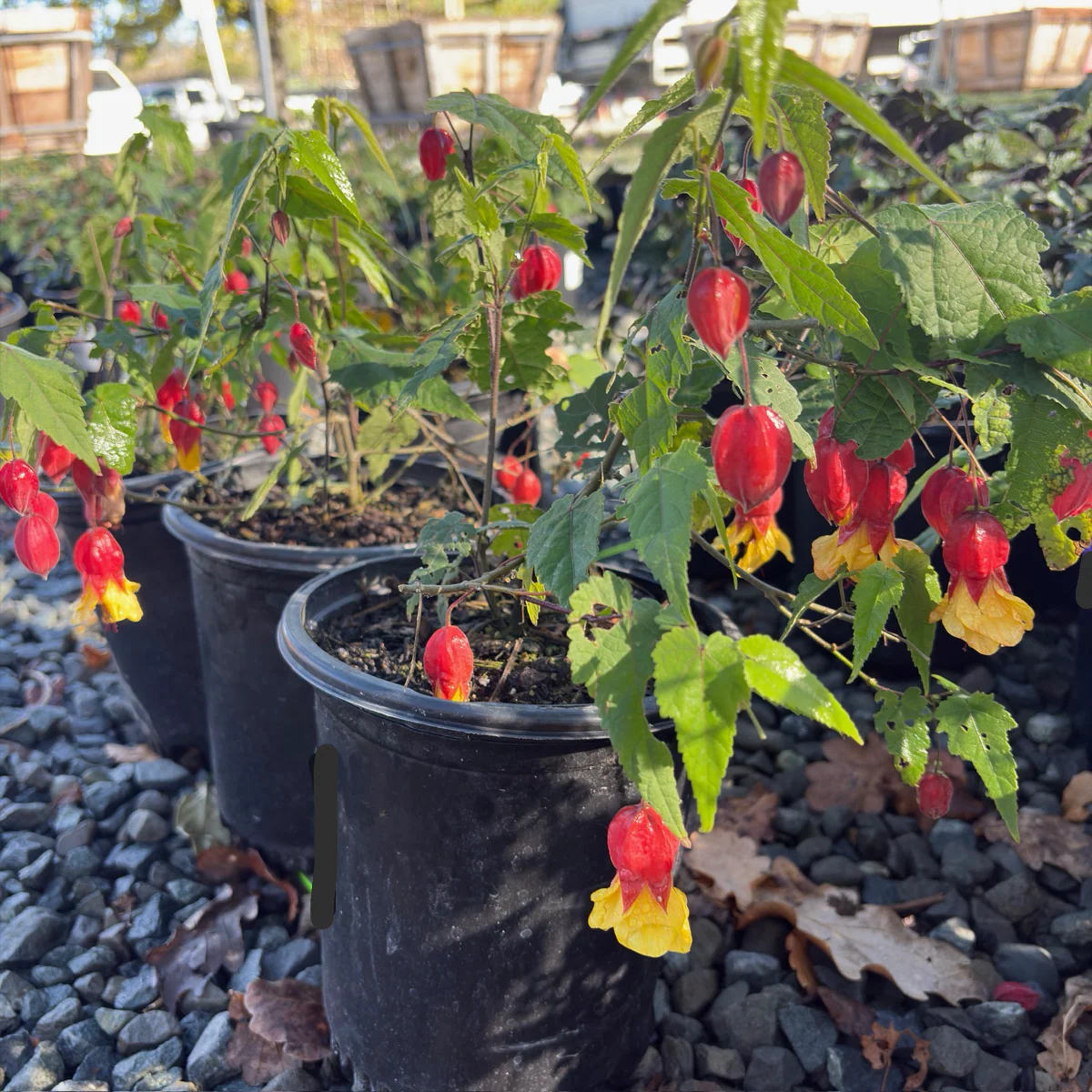 Flowering Maple