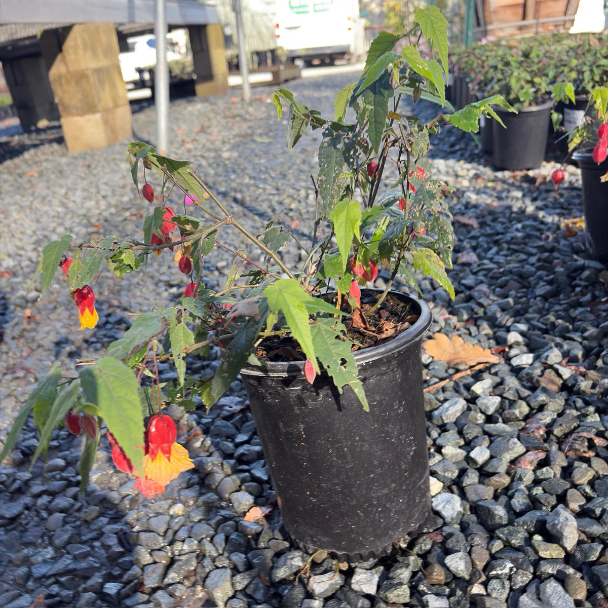 Flowering Maple - Image 2