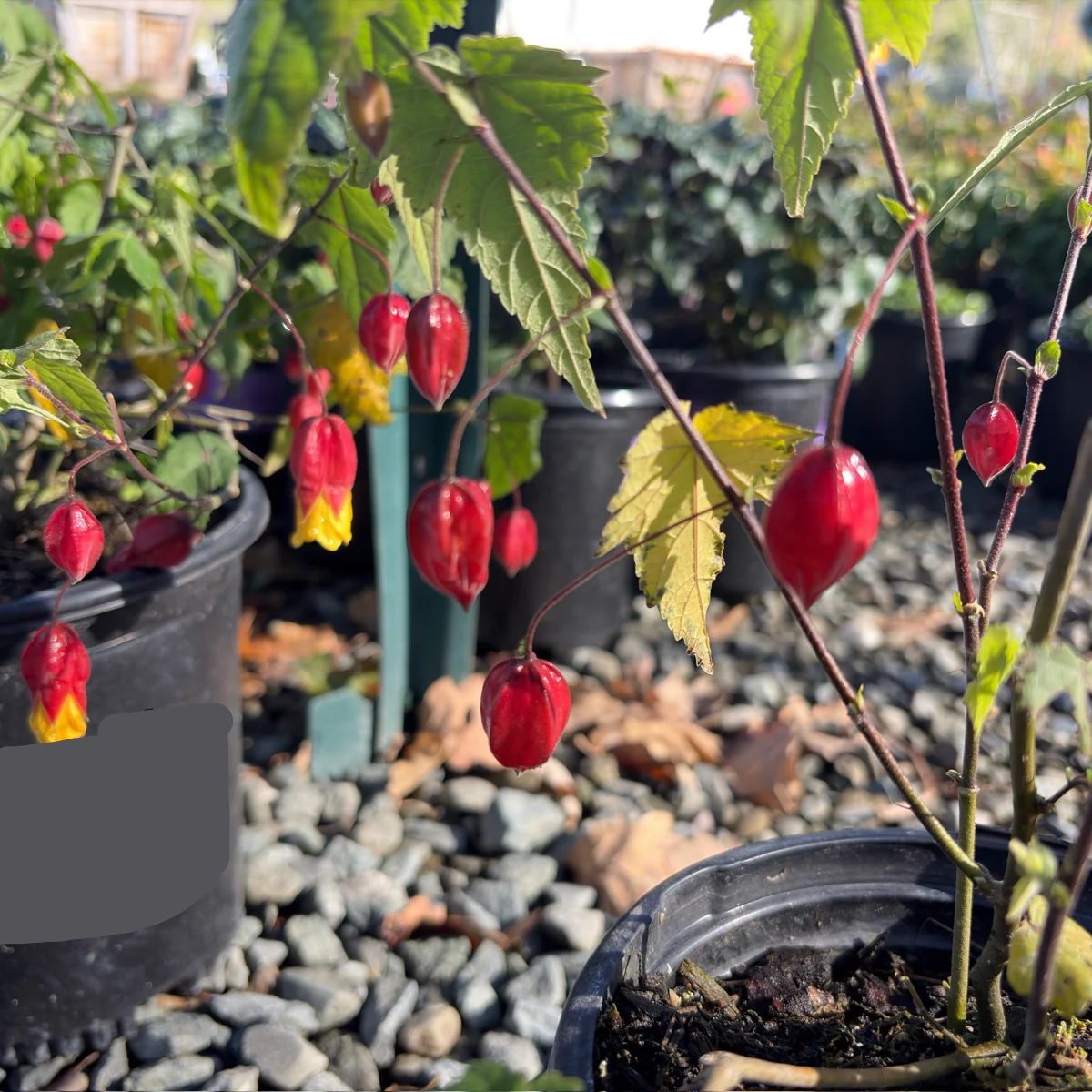 Flowering Maple - Image 3
