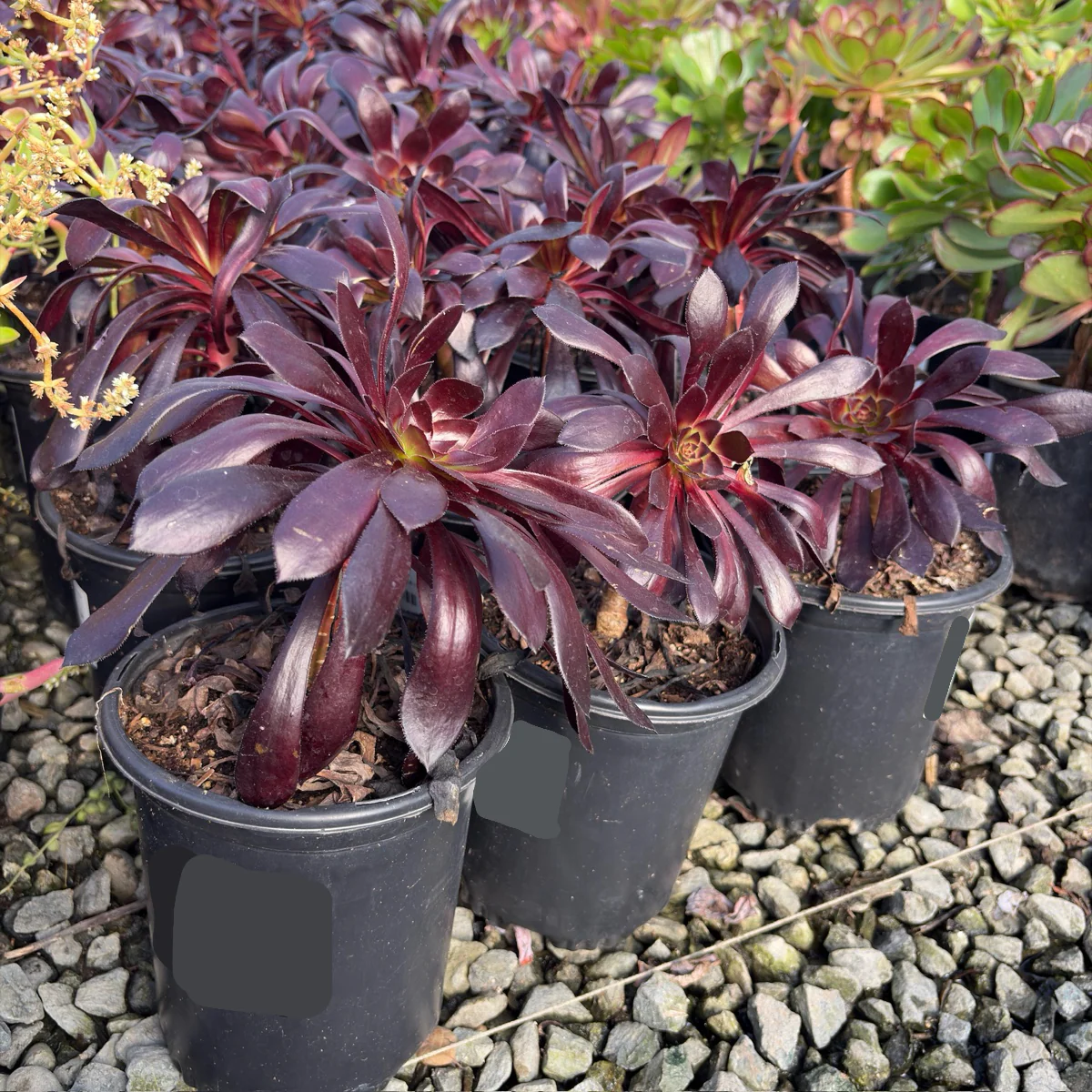 Black Rose Aeonium - Image 2