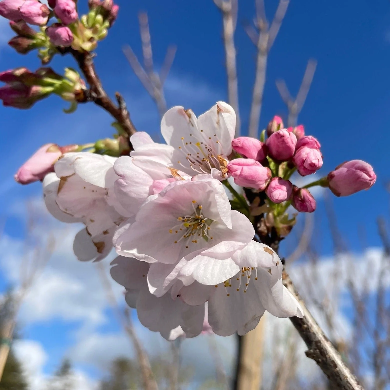 Akebono Yoshino Flowering Cherry - Image 3