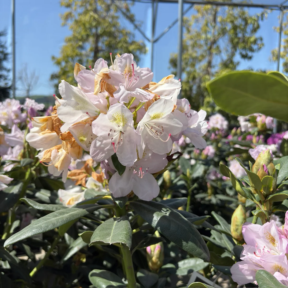Album Elegans Rhododendron - Image 2