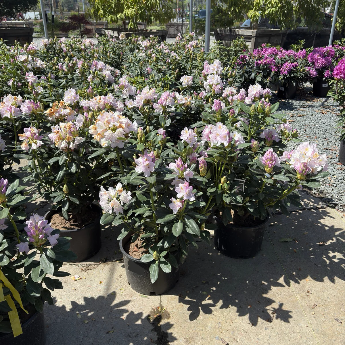 Album Elegans Rhododendron - Image 3