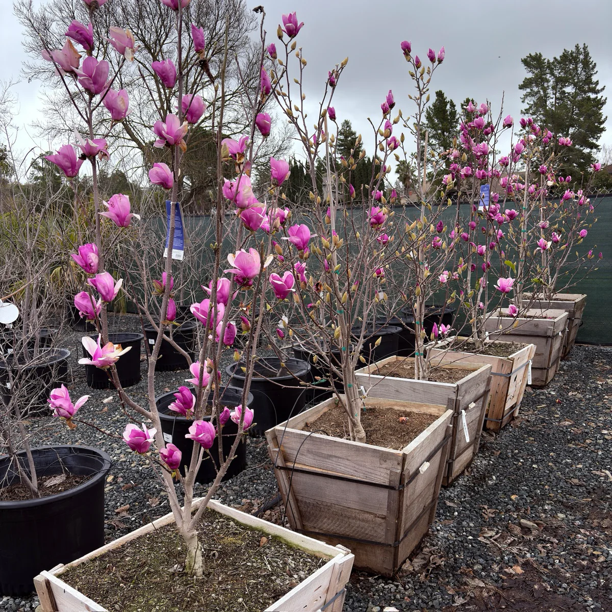 Alexandrina Saucer Magnolia - Image 2
