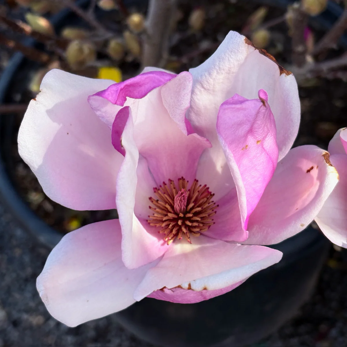Alexandrina Saucer Magnolia - Image 3