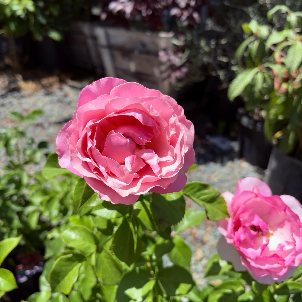 All Dressed Up Grandiflora Rose - Image 2