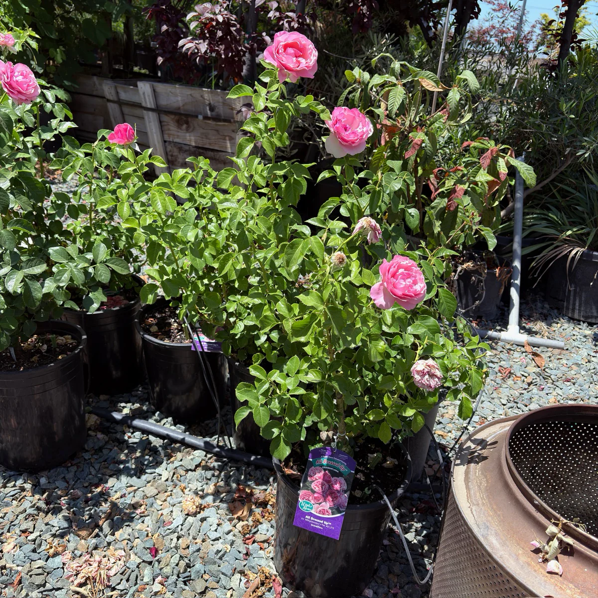 All Dressed Up Grandiflora Rose - Image 3