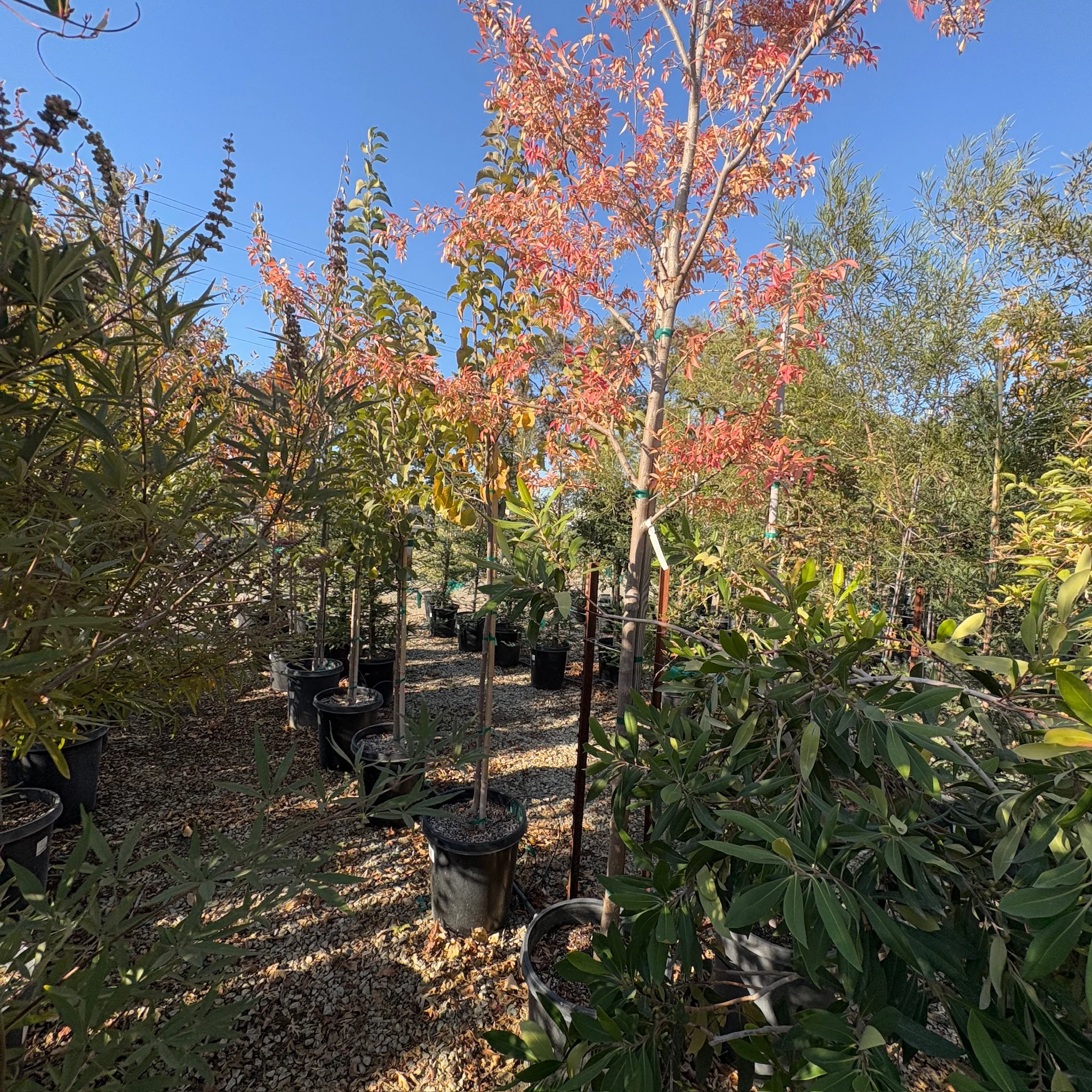 Allee Chinese Elm