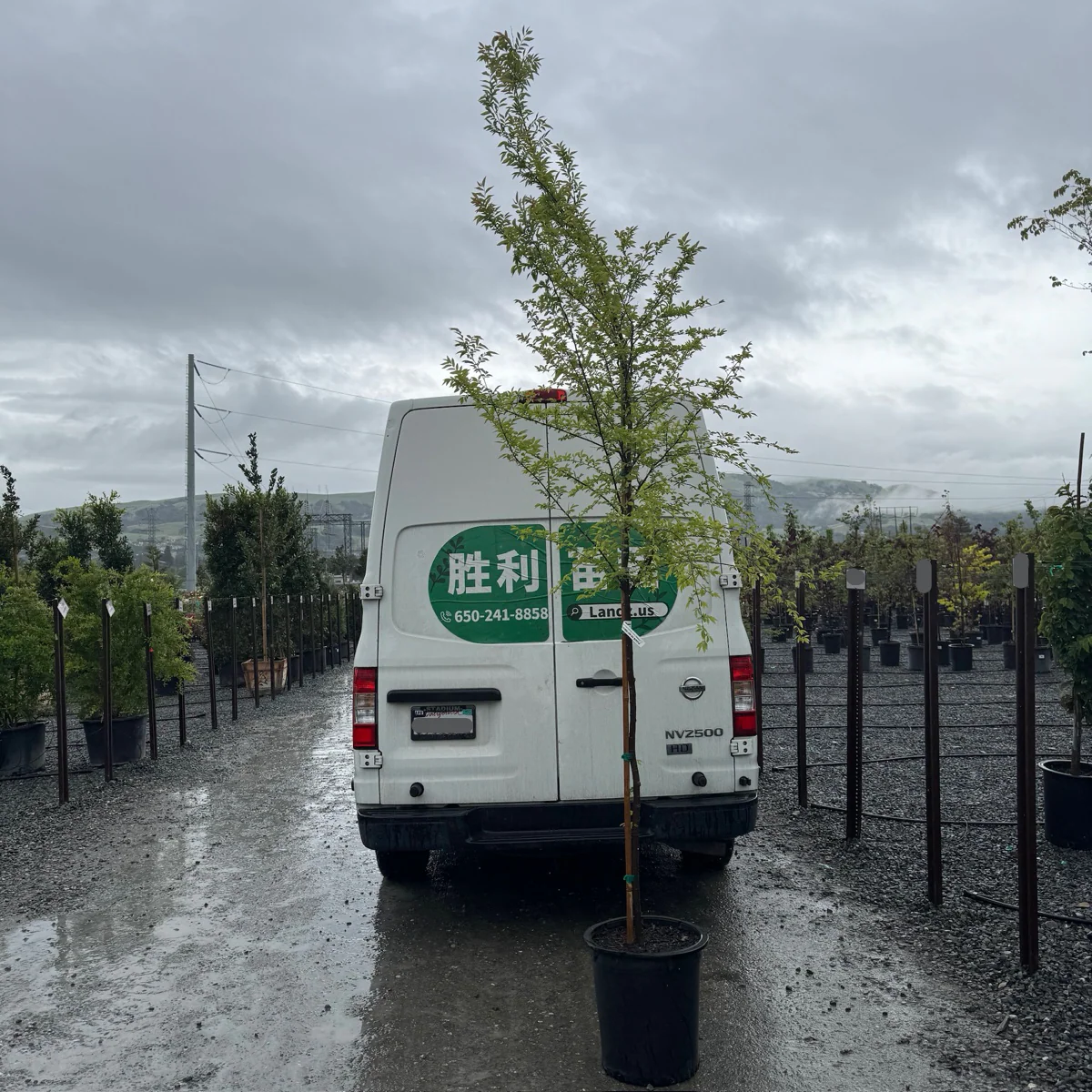 Allee Chinese Elm - Image 2