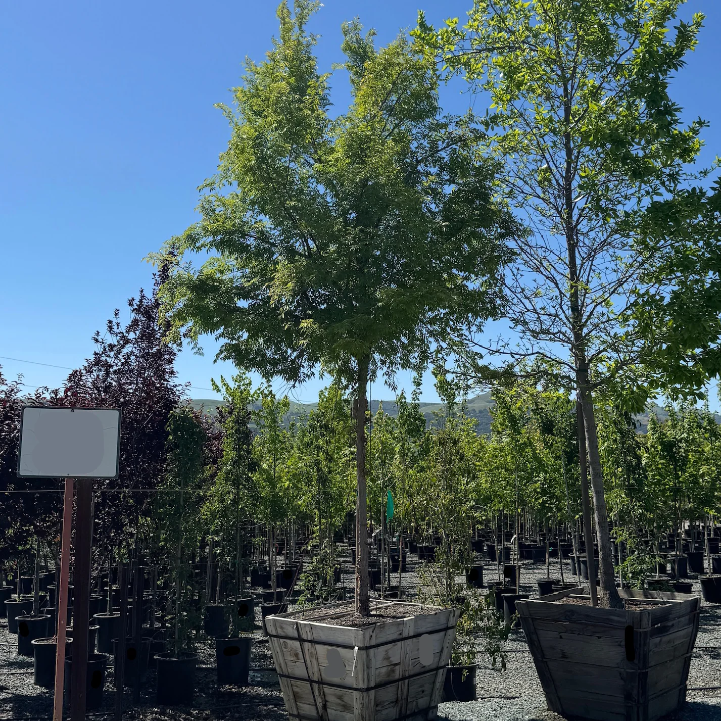 Allee Chinese Elm - Image 3