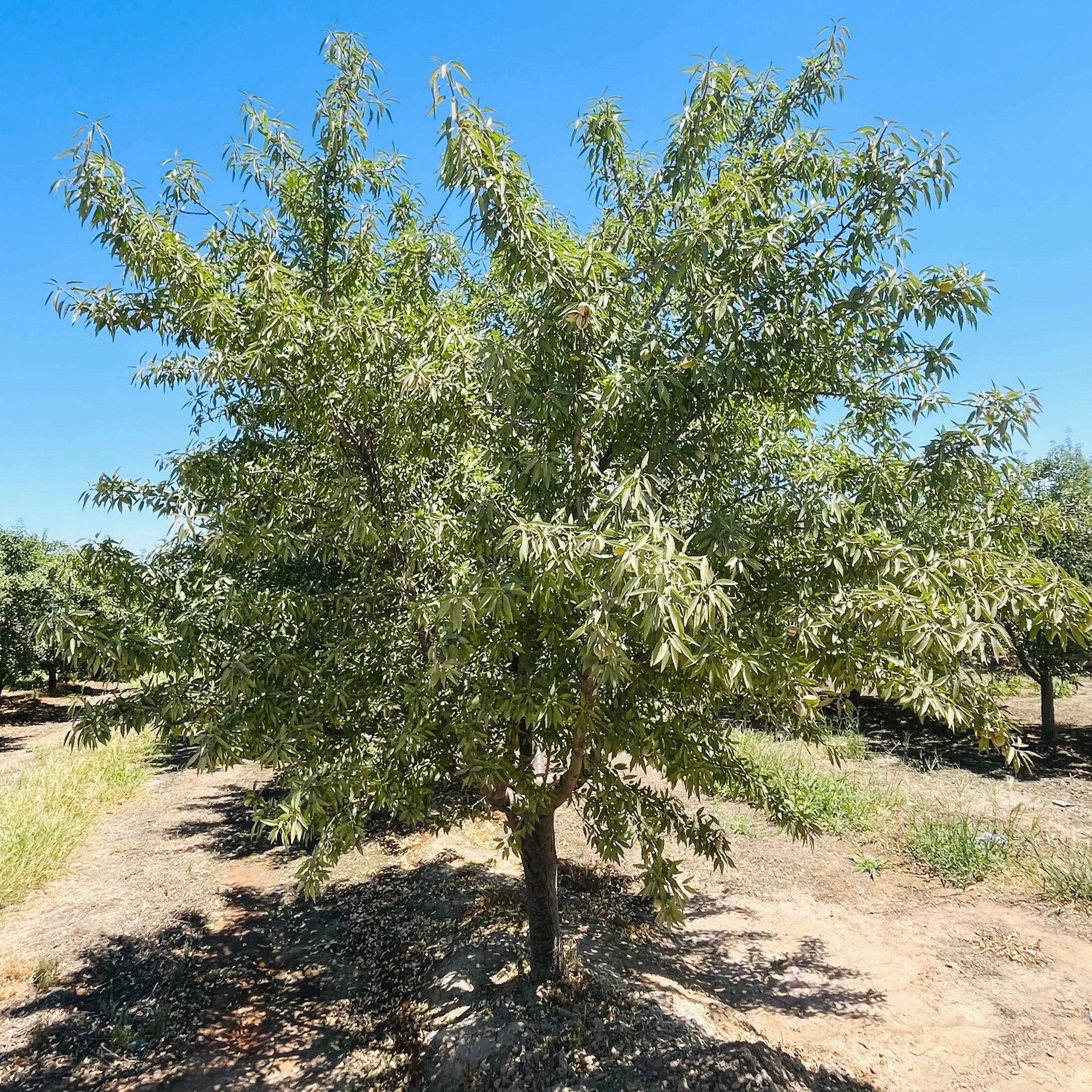 Almond Tree - Image 2