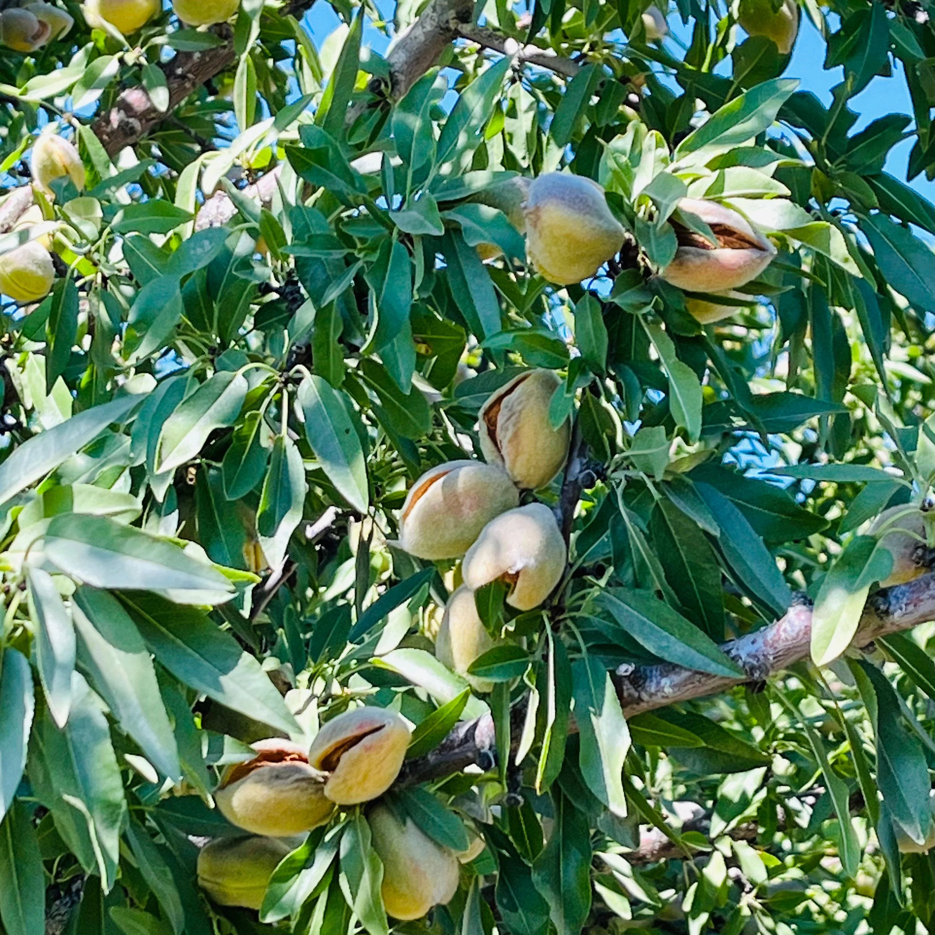 Almond Tree