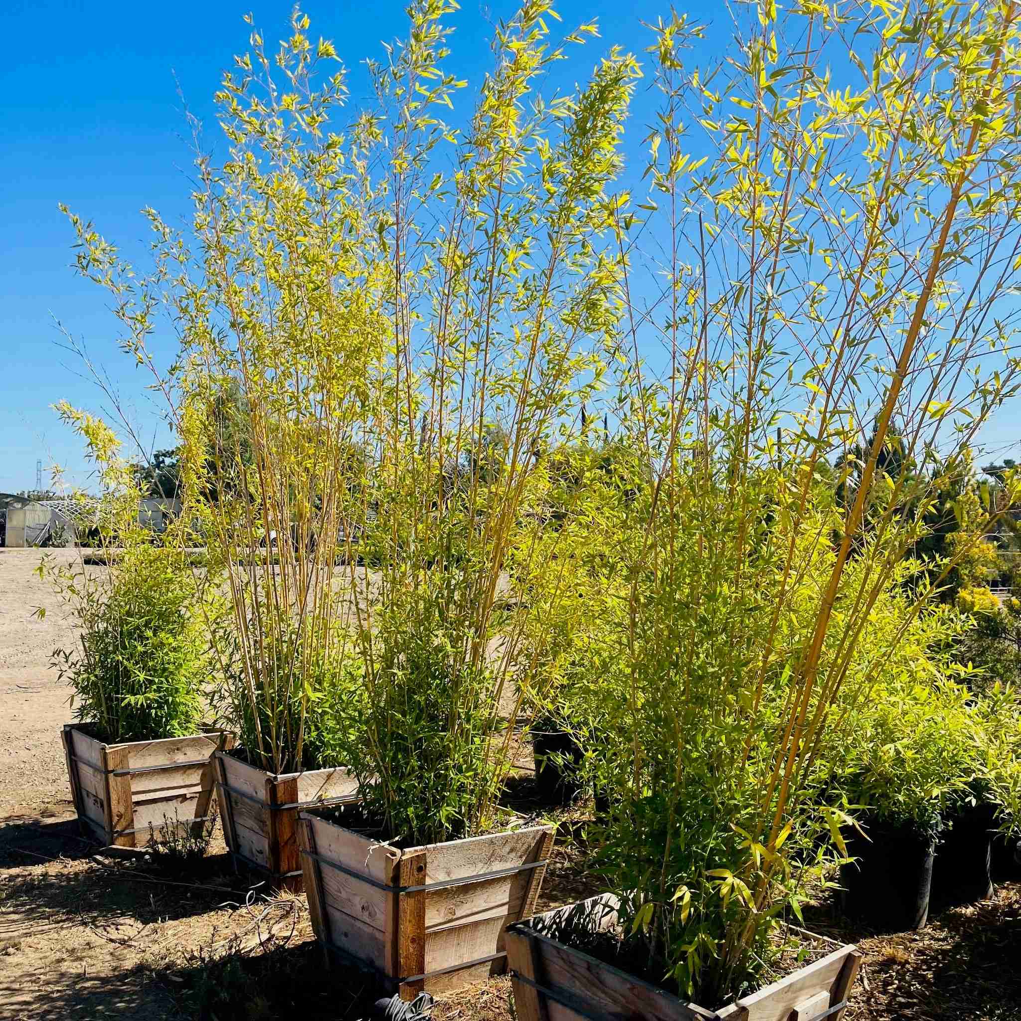 Alphonse Karr Bamboo - Image 3