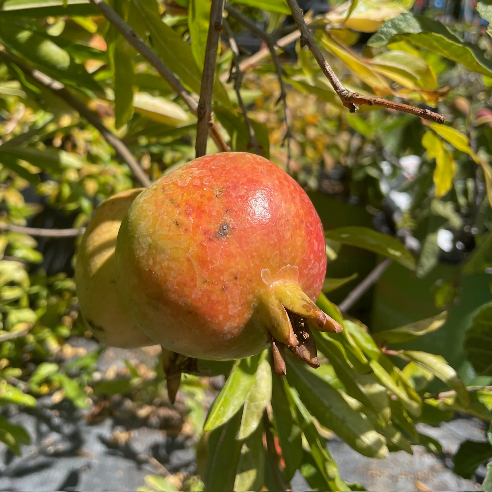 Ambrosia Pomegranate Tree