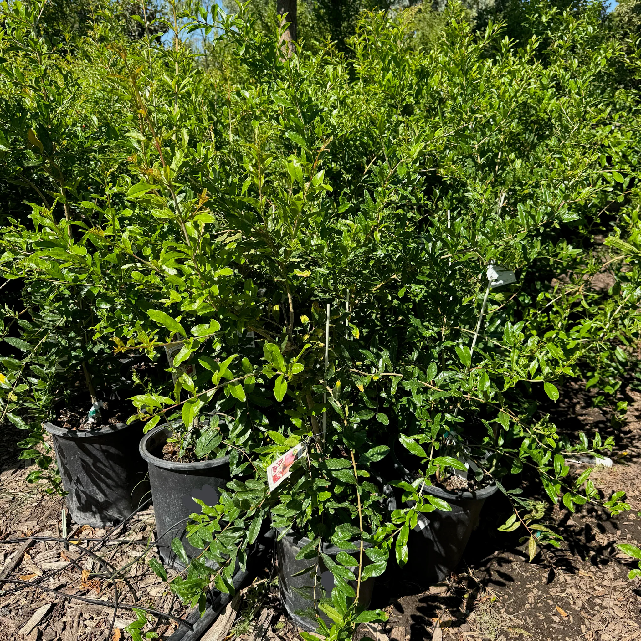 Ambrosia Pomegranate Tree - Image 3