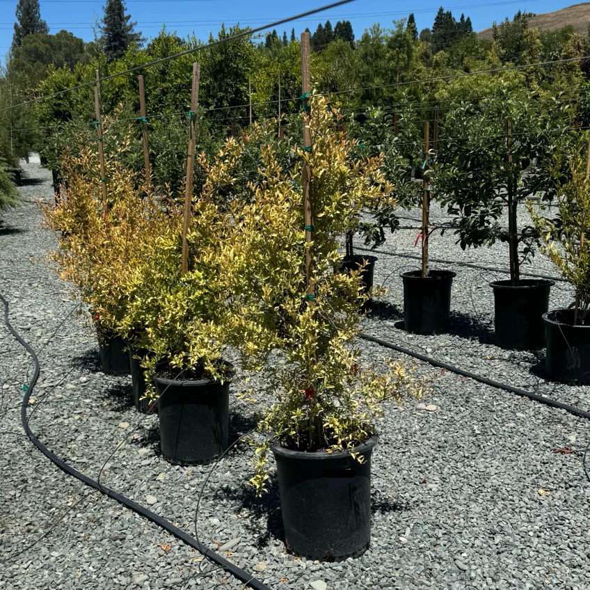 Ambrosia Pomegranate Tree - Image 2