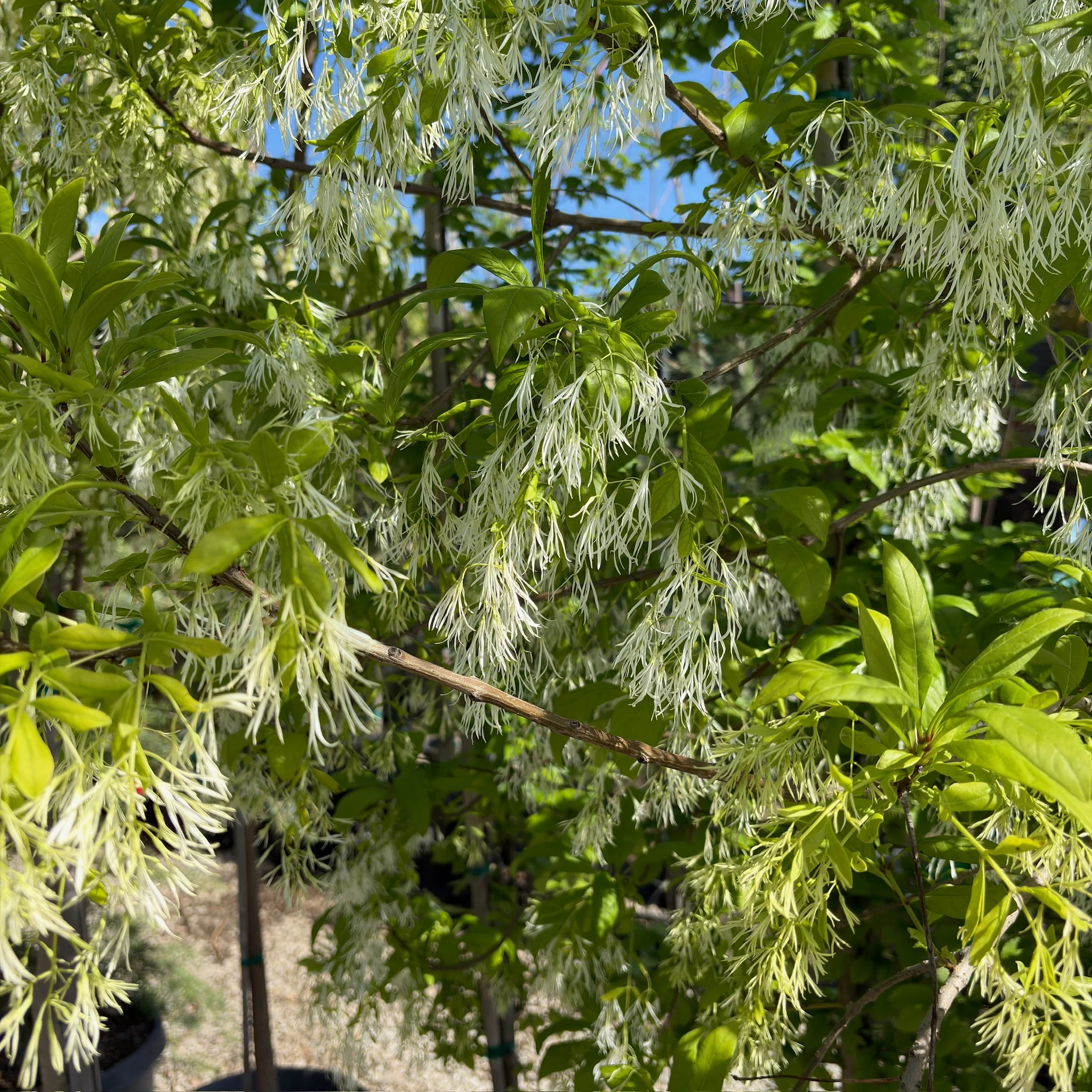 American Fringe Tree - Image 2