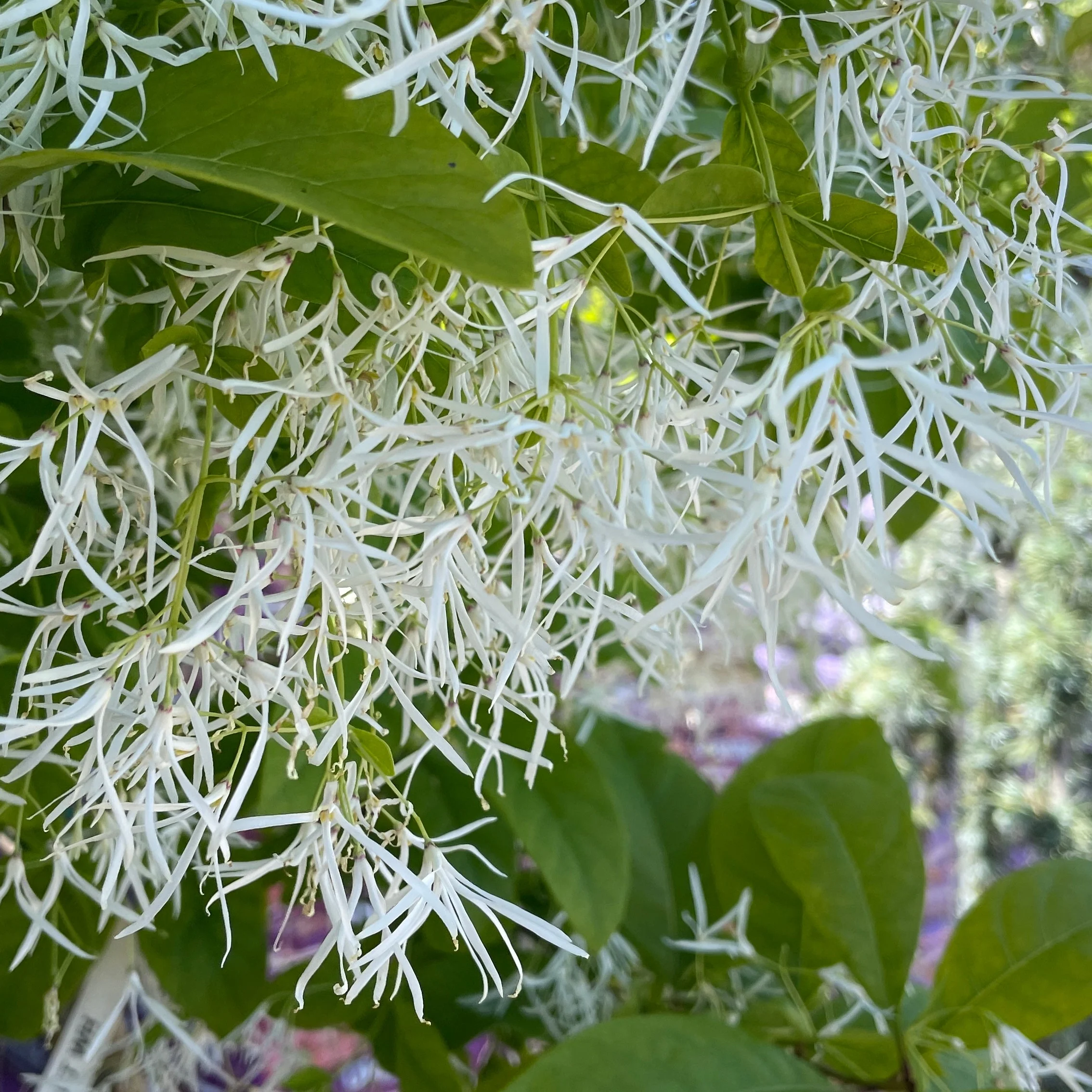 American Fringe Tree - Image 3