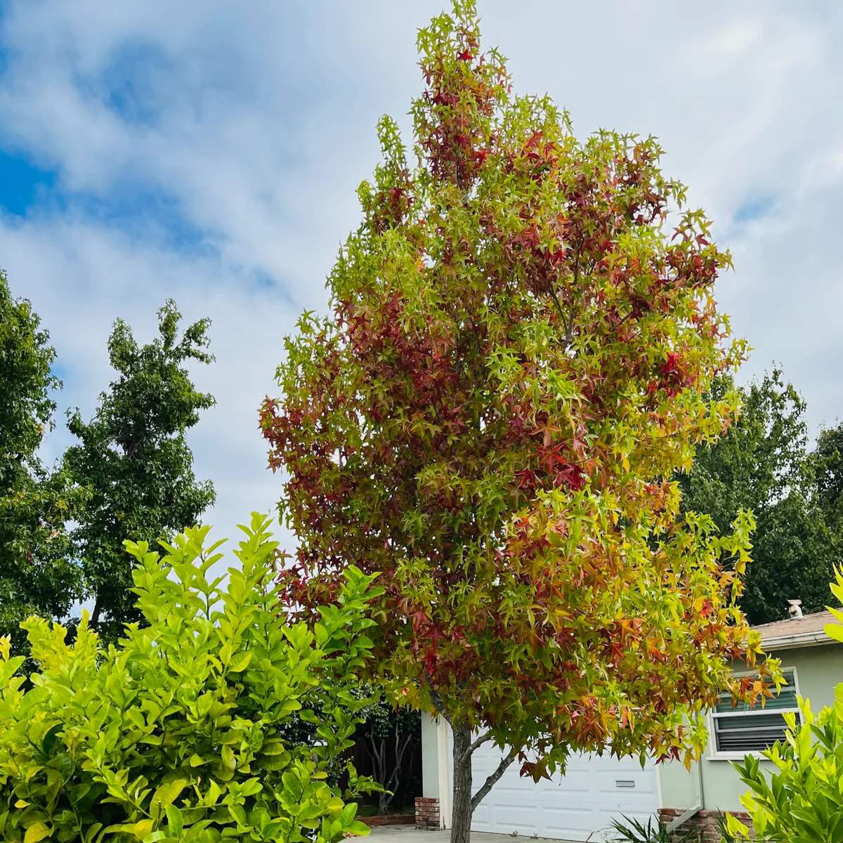 American Sweet Gum - Image 2