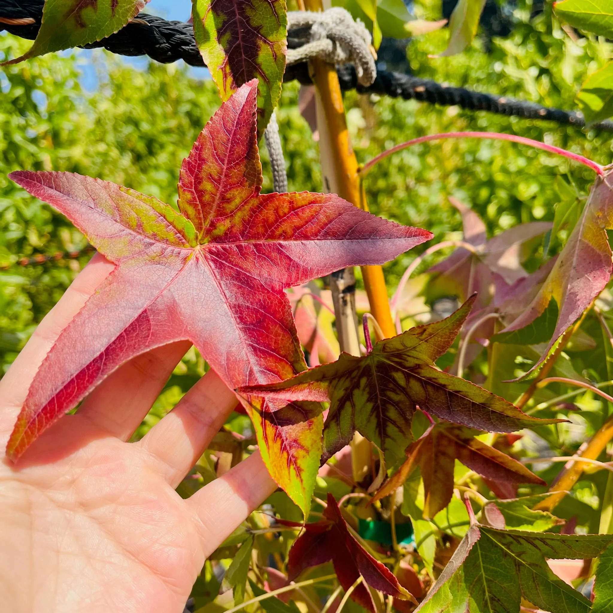 American Sweet Gum - Image 3