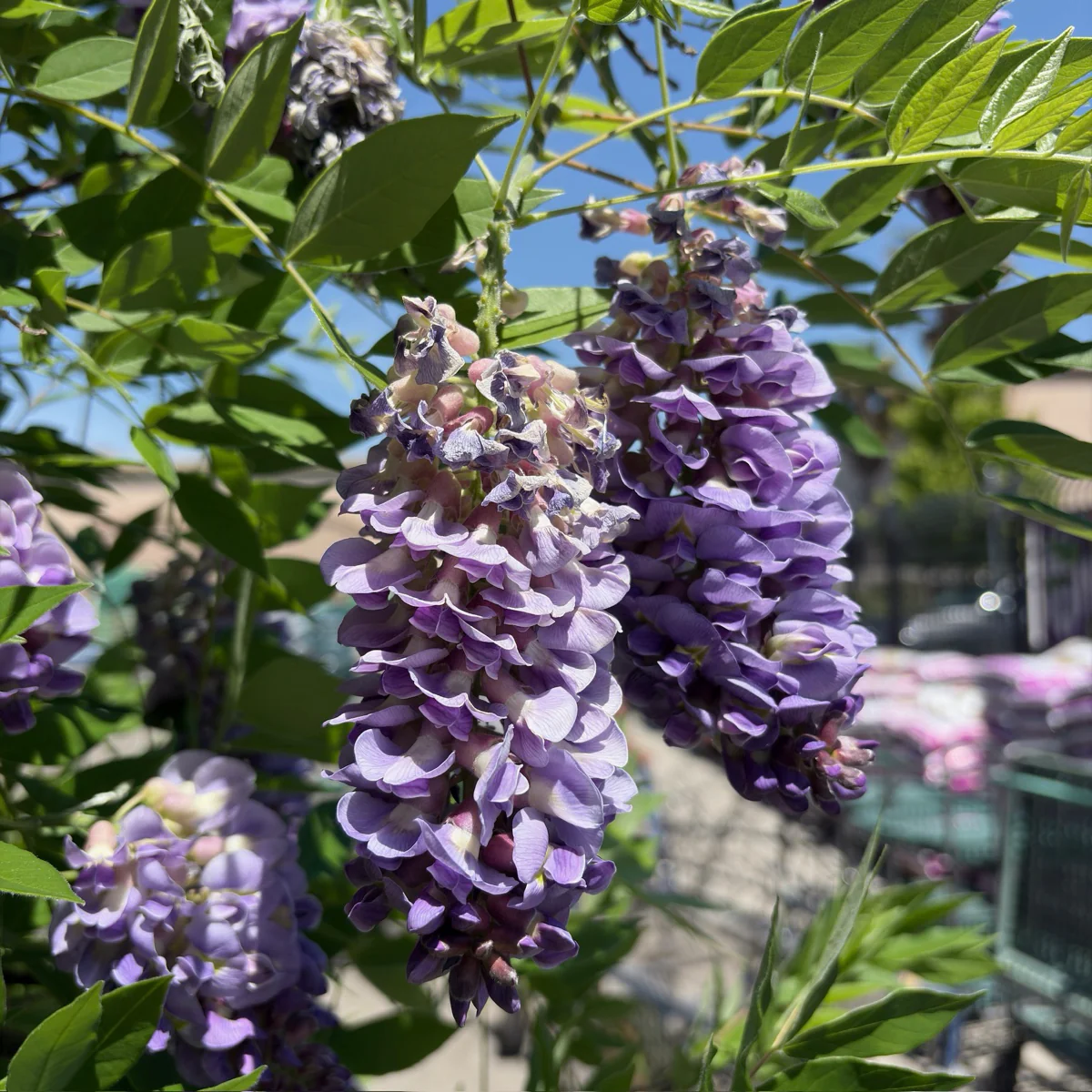 Amethyst Falls American Wisteria - Image 1