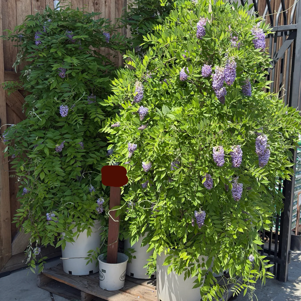 Amethyst Falls American Wisteria - Image 2