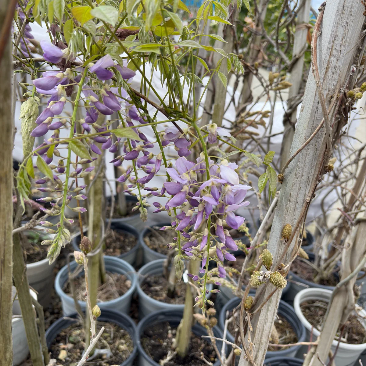 Amethyst Falls American Wisteria - Image 3