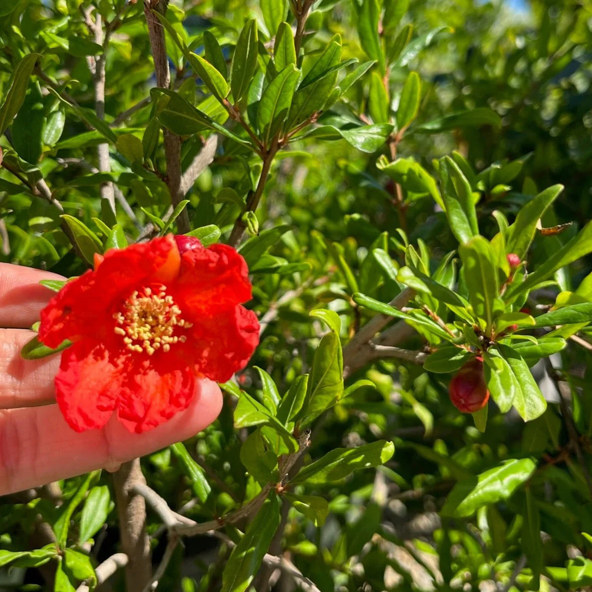 Angel Red Pomegranate - Image 2
