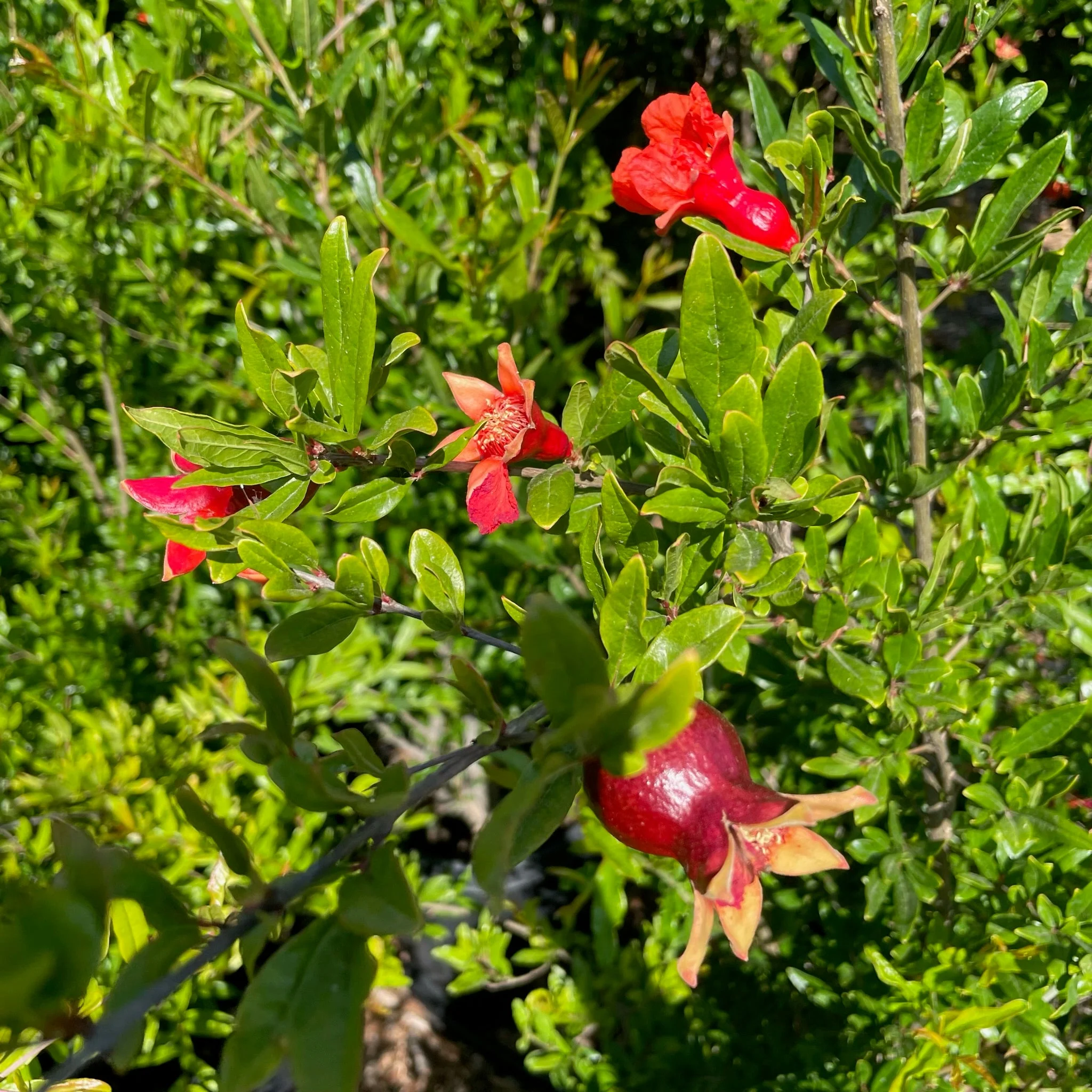 Angel Red Pomegranate - Image 3