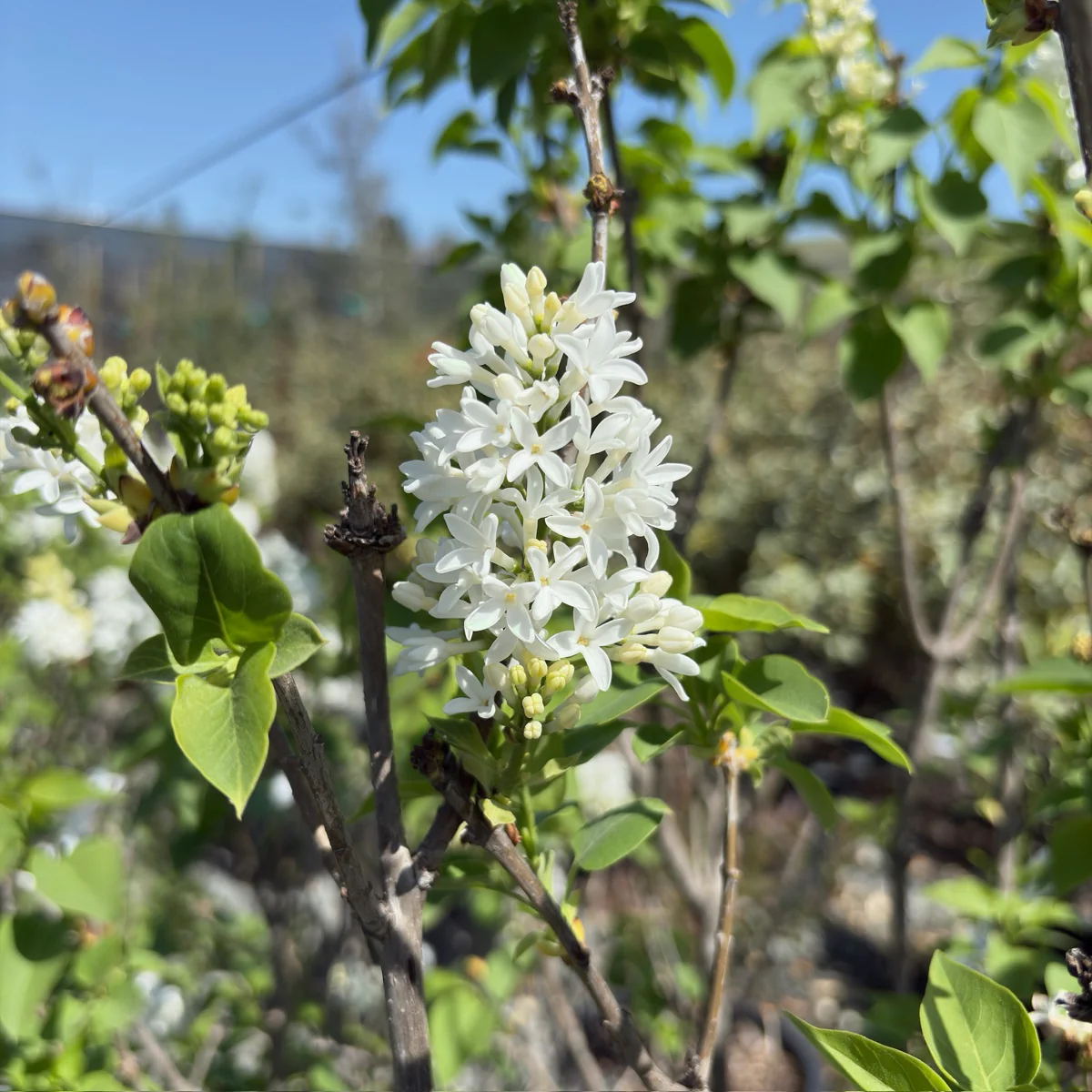 Angel White Common Lilac - Image 1