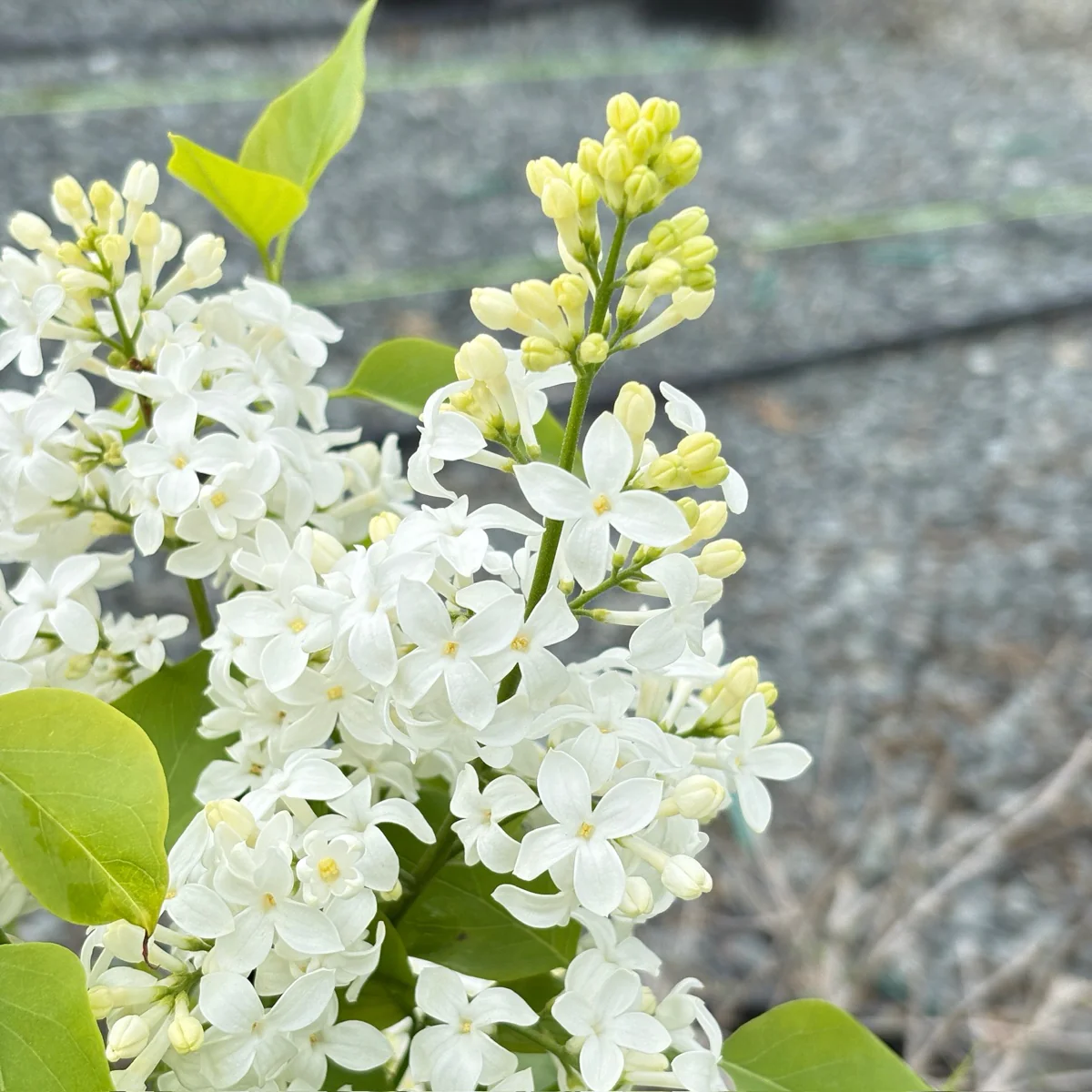 Angel White Common Lilac - Image 2
