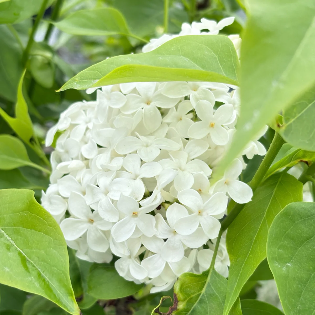 Angel White Common Lilac - Image 3