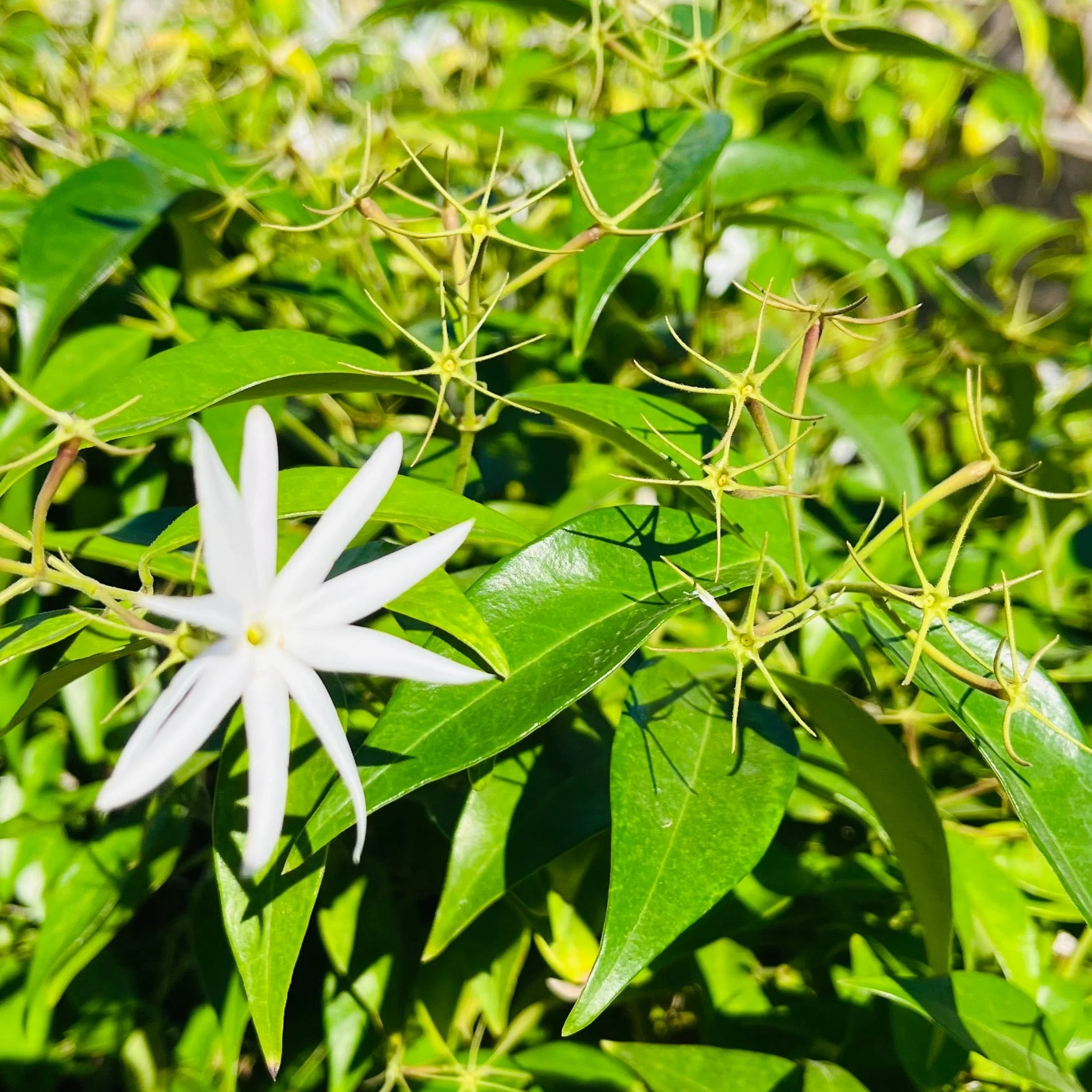 Angel Wing Jasmine - Image 2