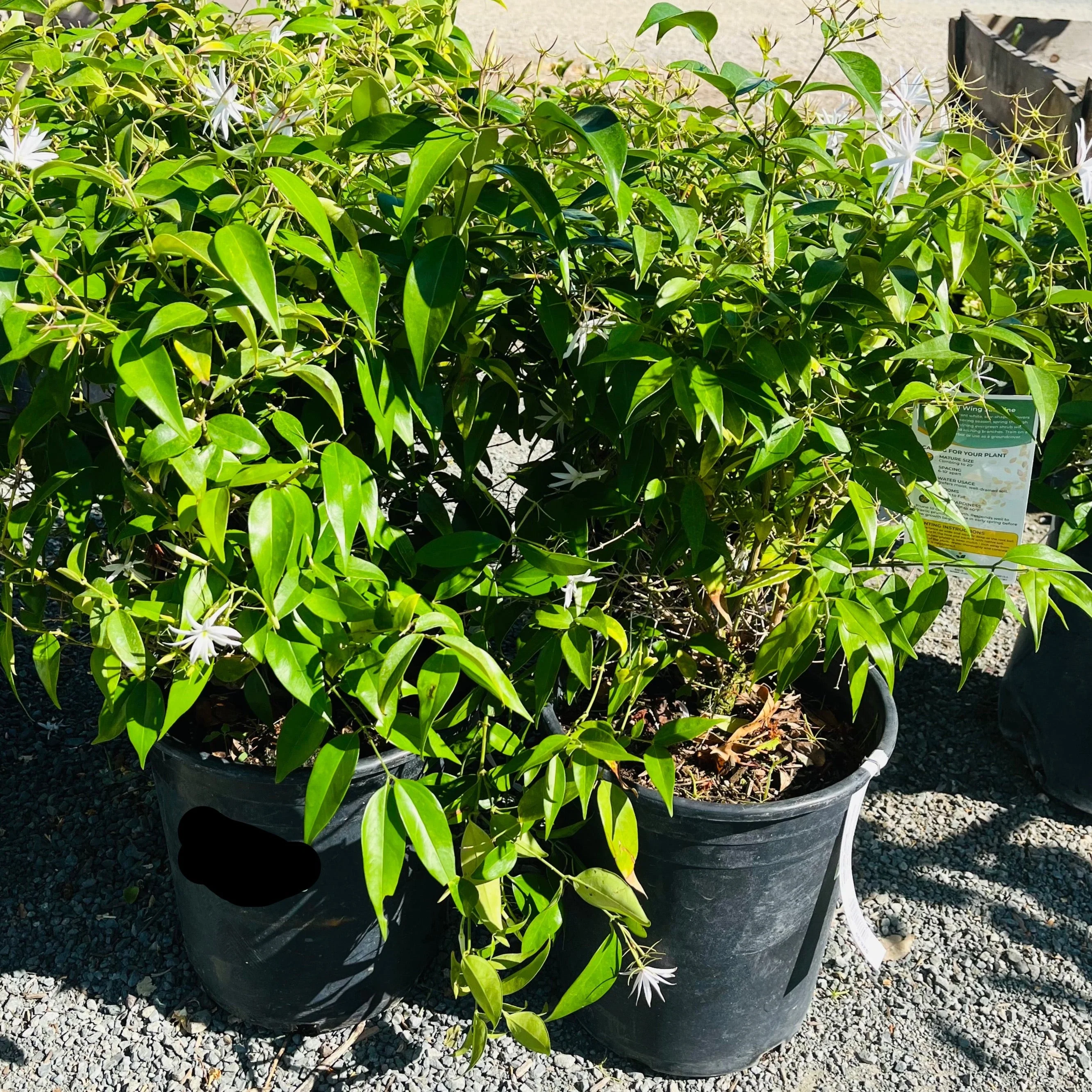 Angel Wing Jasmine - Image 3