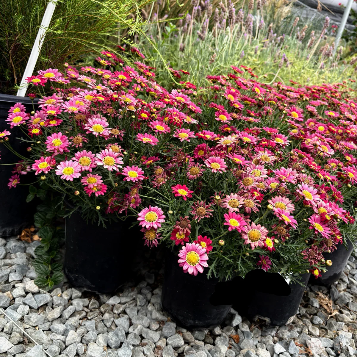 Angelic Burgandy Marguerite Daisy - Image 2