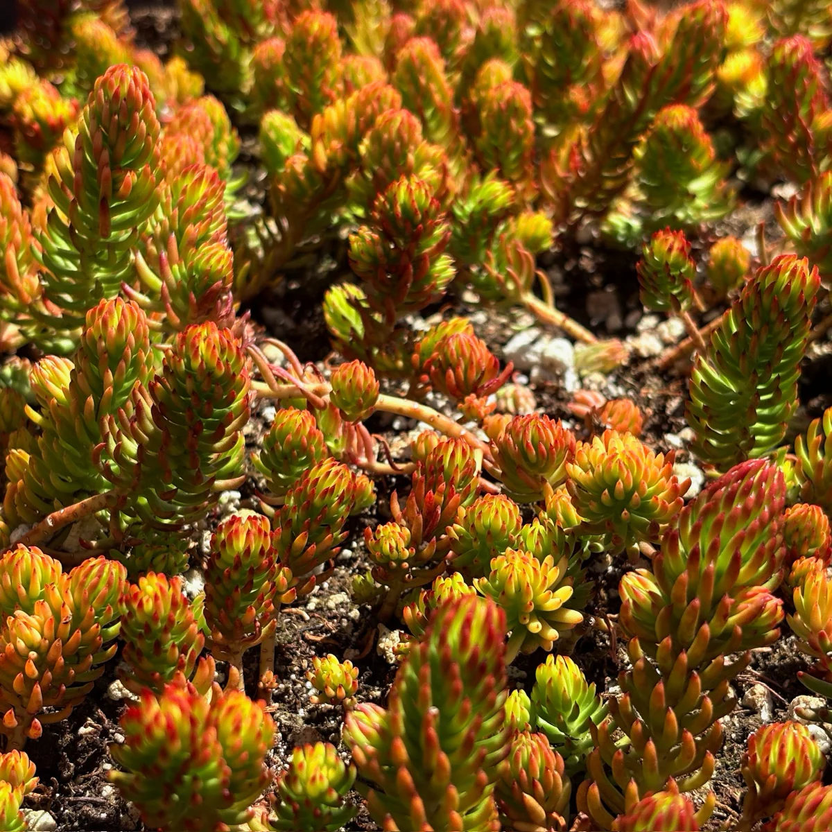 Angelina Stonecrop - Image 2