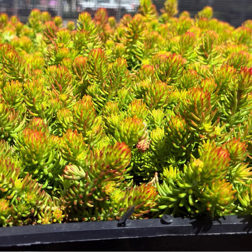 Angelina Stonecrop - Image 3