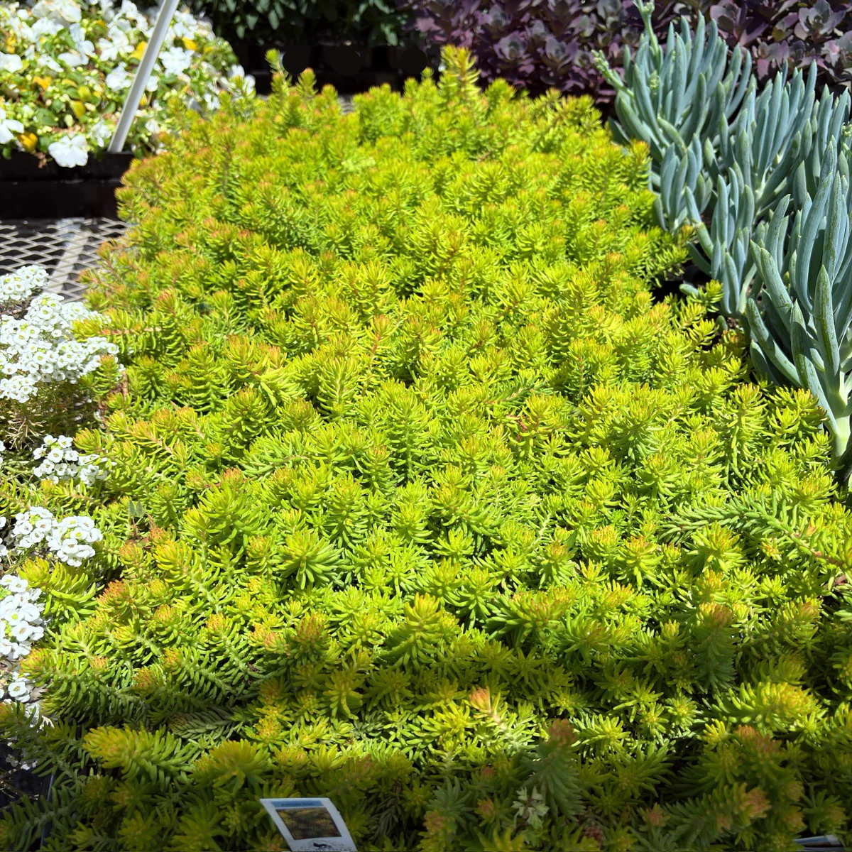 Angelina Stonecrop