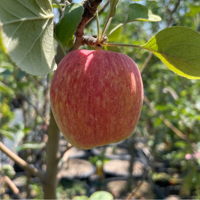 Anna Apple Tree - Image 1