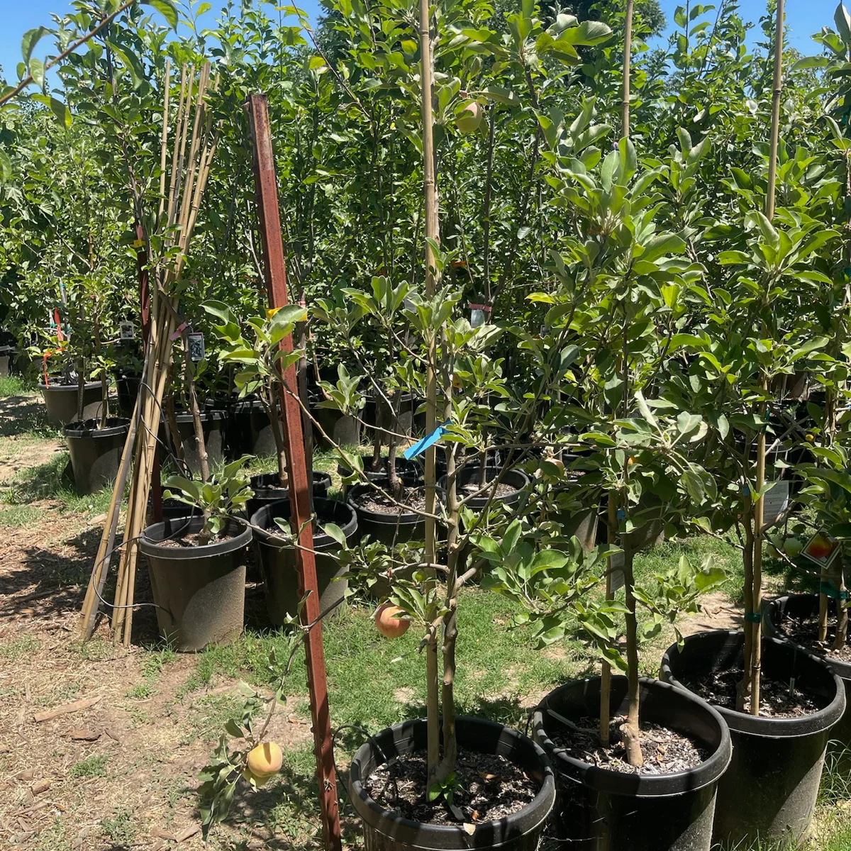 Anna Apple Tree - Image 2