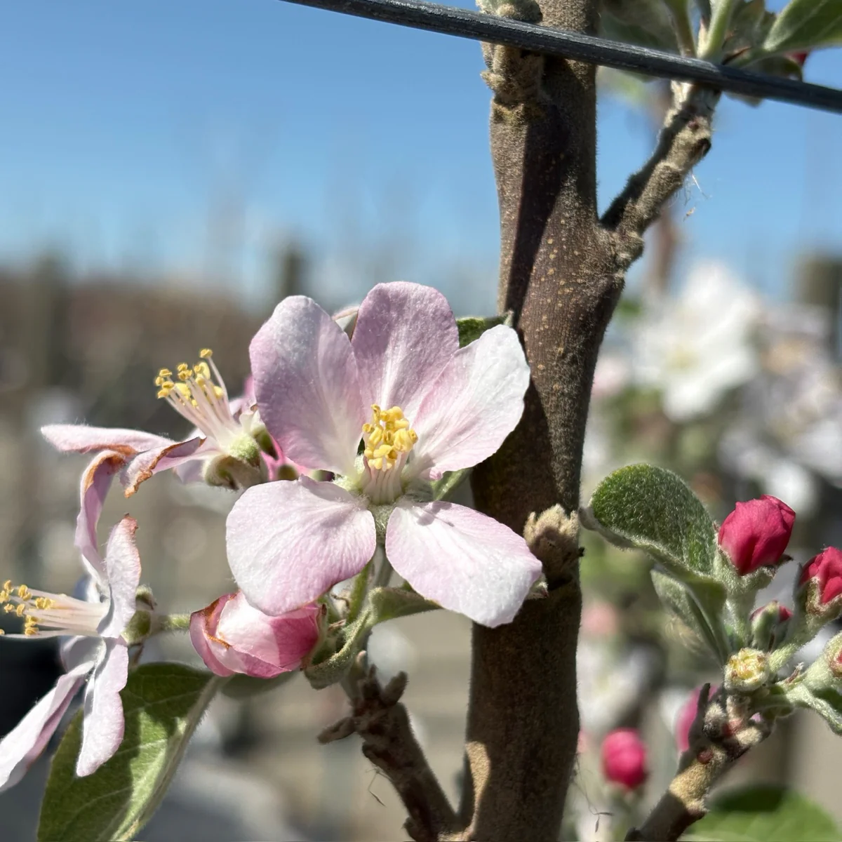 Anna Apple Tree - Image 3