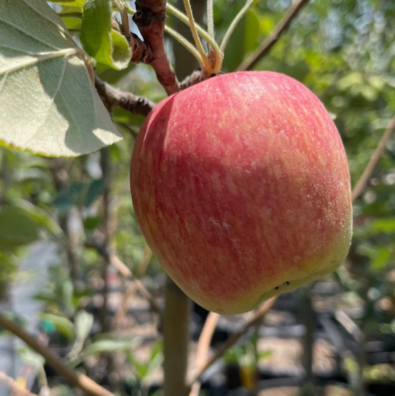 Fuji Apple Tree