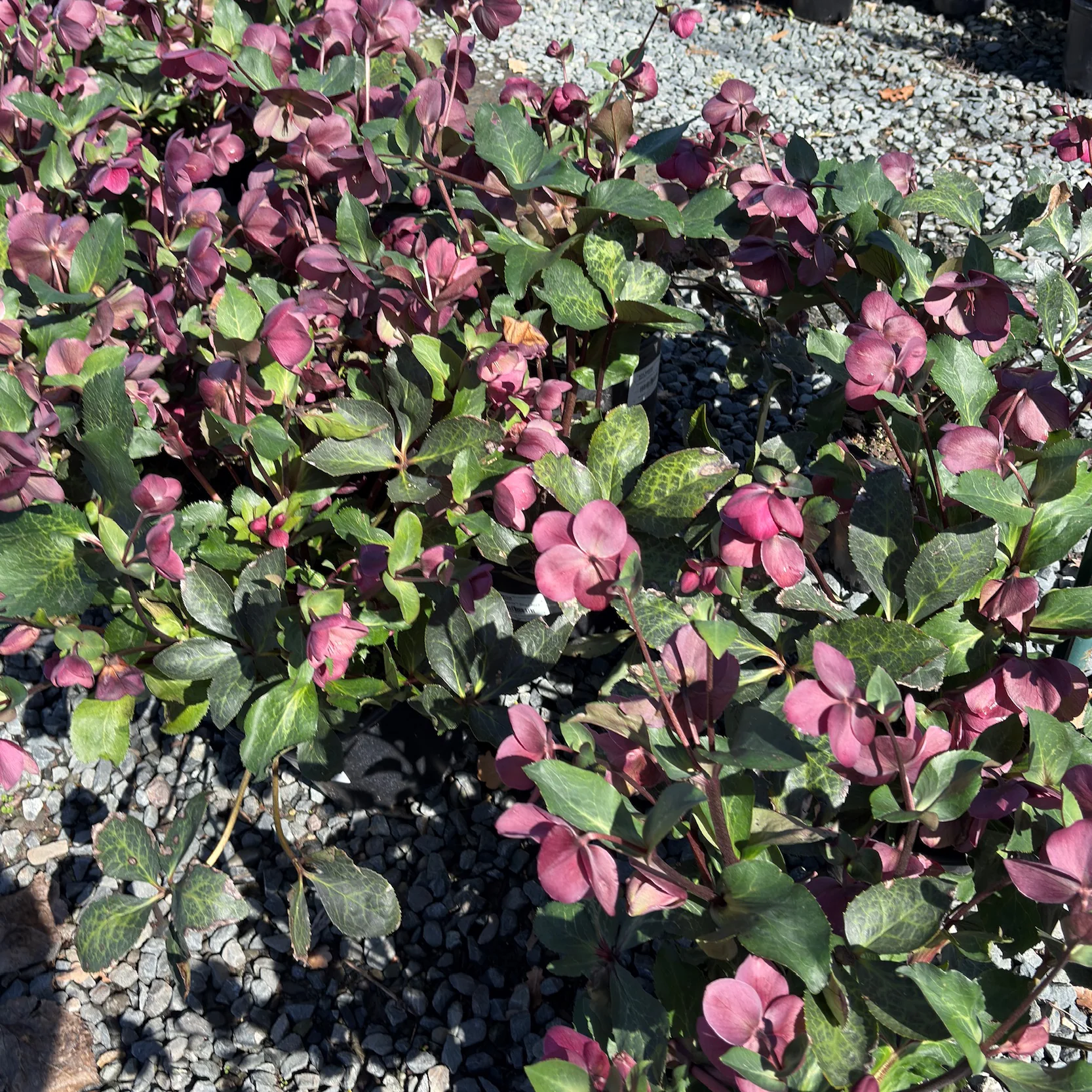 Anna’s Red Helleborus