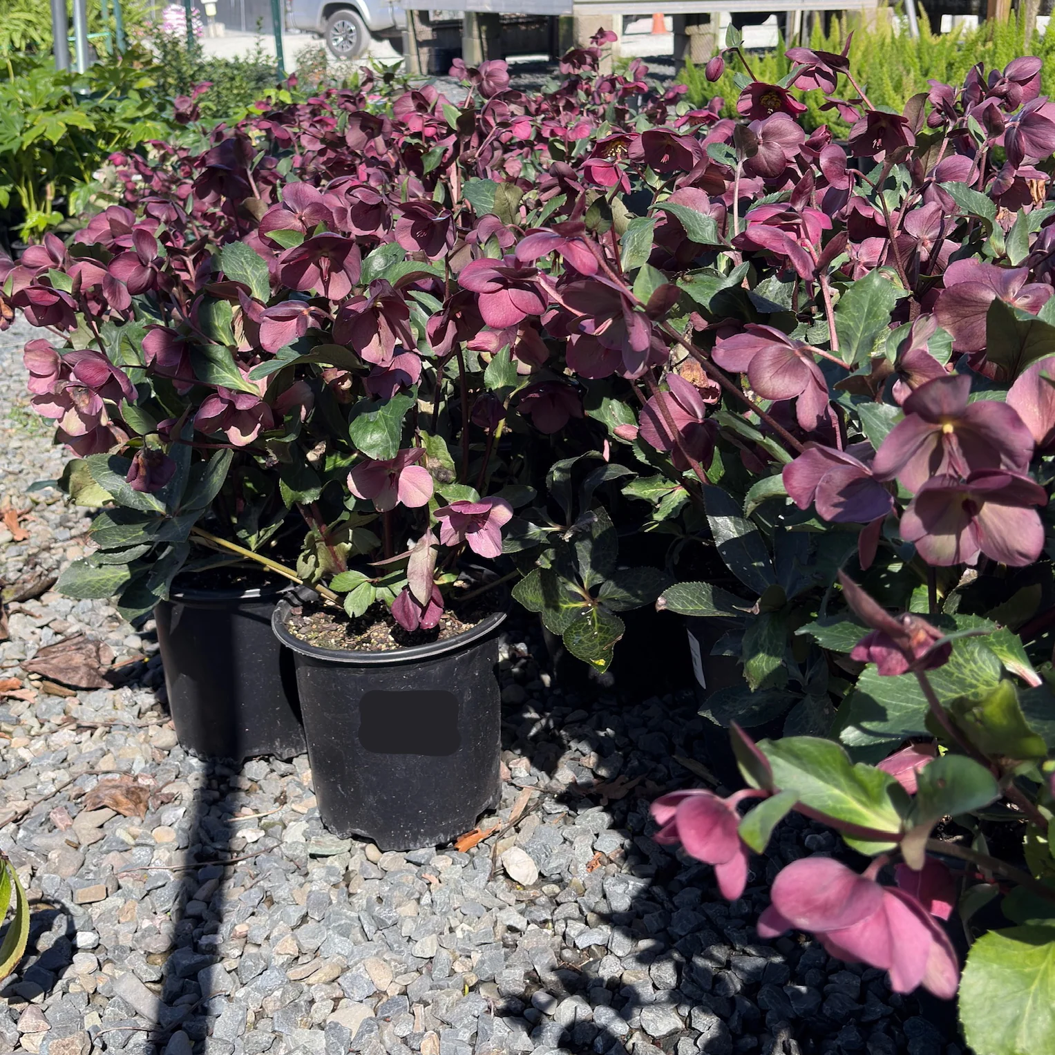 Anna's Red Helleborus - Image 2