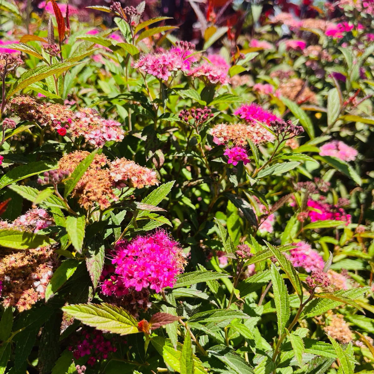 Anthony Waterer Japanese Spirea - Image 1