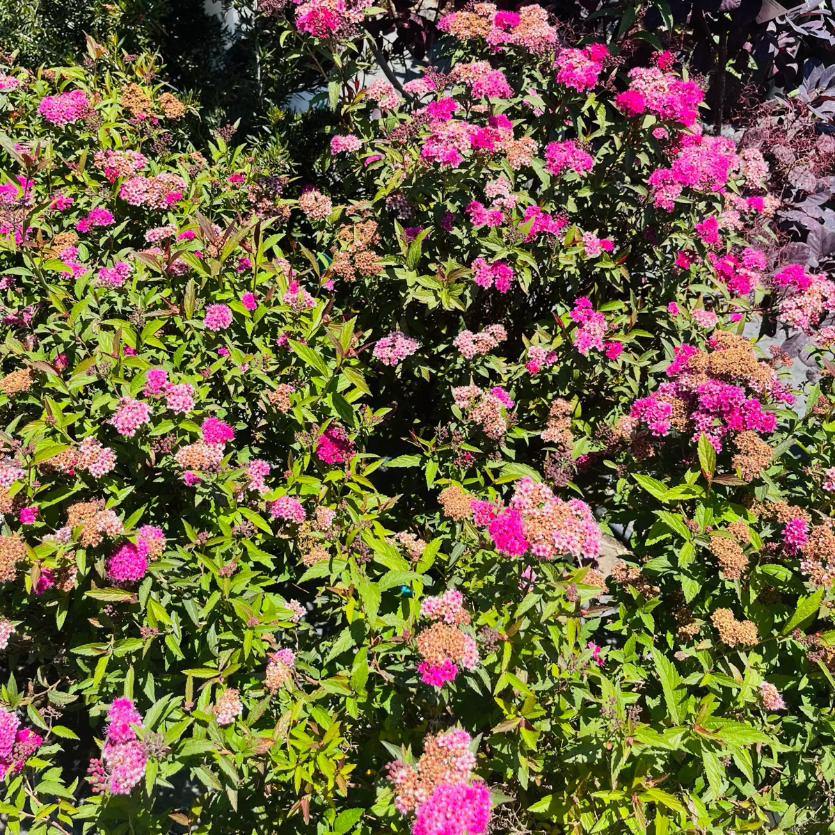 Anthony Waterer Japanese Spirea - Image 2