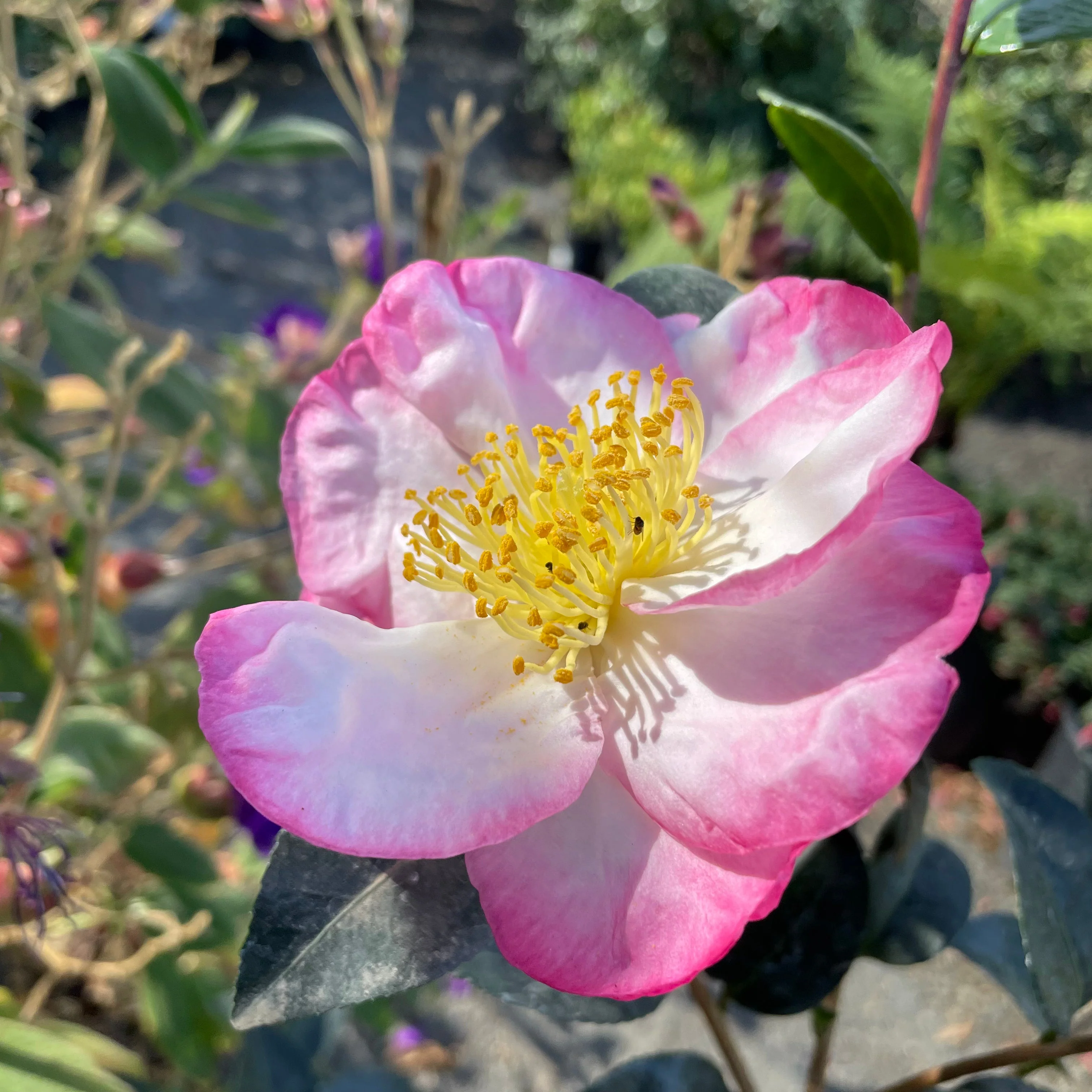 Apple Blossom Camellia