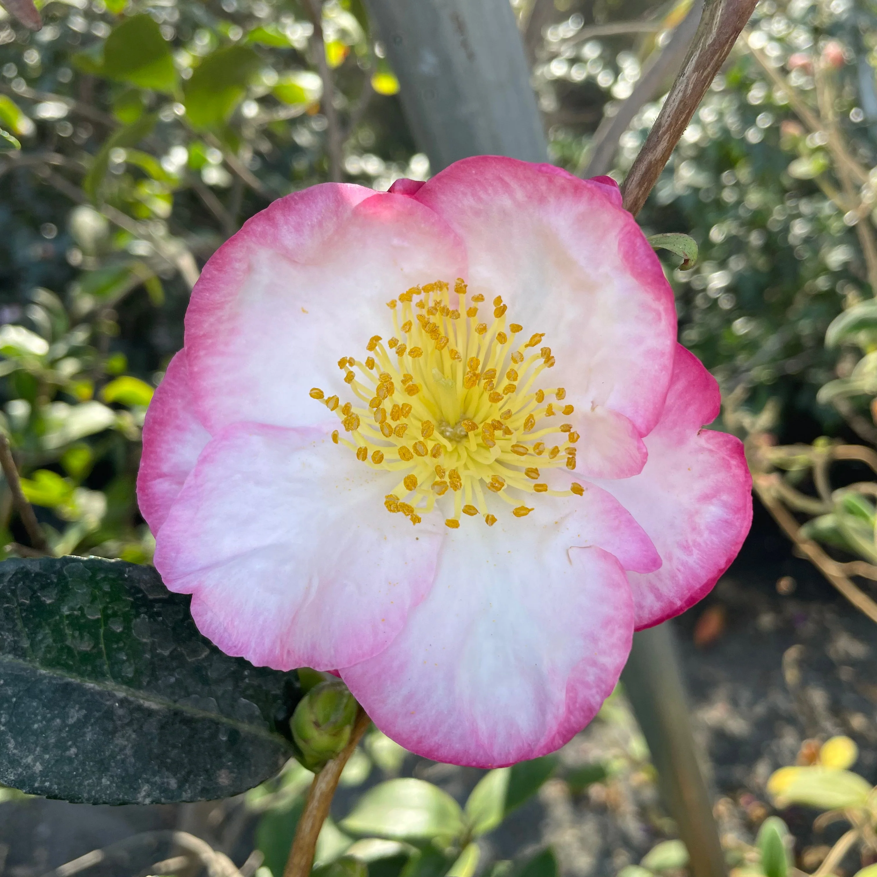 Apple Blossom Camellia - Image 2